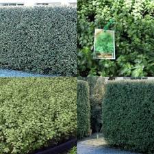 Screening plants for sale & rent ► leading technology ► screening of all kind of materials ► all information ► check it out & see impressive videos. Pittosporum Silver Sheen X 5 Plants Fast Hedge Screen Hardy Hedging Privacy Screening Border Trees Tenuifolium