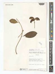 Image result for Voacanga bracteata