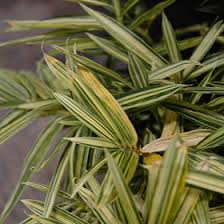 Image result for Pleioblastus fortunei