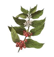 Wedding pot hand drawn pot plant indoor plant doodle hand drawn flower pots flower in pot sketched bike line drawings of furniture hand drawn plant pot plant pot doodle gardening doodles. Coffee Plant Vector Images Over 12 000