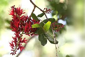 Image result for Schotia brachypetala