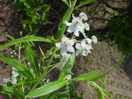 Image result for Gomphocarpus semilunatus