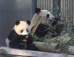 初しゃんしゃん 食事中笑 思ったより小さい しゃんしゃん シャンシャン 香香 パンダ 動物 動物園 上野動物園 zoo tokyo japan 熊猫 panda baby animal cuteanimals panda bear cute panda animal instagram