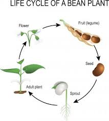 life cycle bean plant lovetoknow