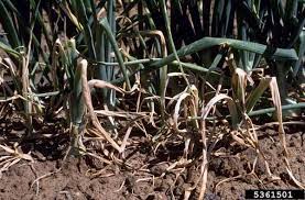 Onions can rot in the ground in violation of crop rotation rules: What S Wrong With My Plant Garden University Of Minnesota Extension