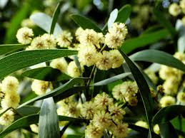 Image result for Acacia melanoxylon