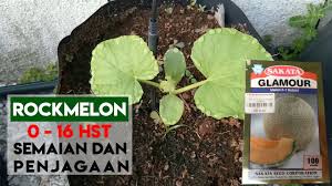 Keas evox 32.083 views3 years ago. Rockmelon 1 Semaian Dan Penjagaan Semai Terus Dalam Polybag Youtube