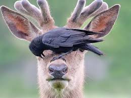 It is an ideal place for playing online free puzzles. Stancuta Click