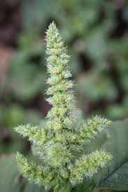 Image result for Amaranthus hybridus