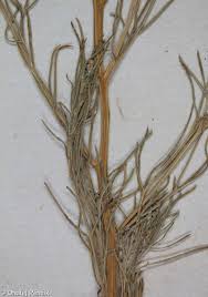 Image result for Schkuhria pinnata