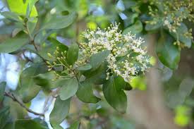 Image result for Nuxia oppositifolia