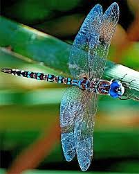 Shop items you love at overstock, with free shipping on everything* and easy returns. Colorful Dragonfly New Paint By Numbers Numeral Paint