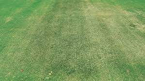 Clear your lawn of leaves and. Leaf Spot And Dollar Spot On Ultradwarf Bermudagrass Greens