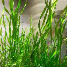 Image result for Vallisneria spiralis
