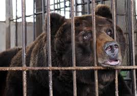 China: Online Outcry Over IPO Plans for Bear Bile Company