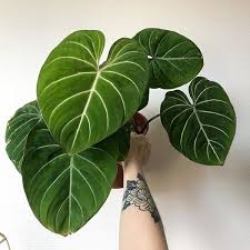 Philodendron Gloriosum Seeds 10 Pcs Pack Indoor Green Bonsai Plants Seeds Potted Alocasia Seeds Wish In 2020 Philodendron Variegated Plants Unique Plants