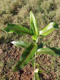 Image result for Coptosperma