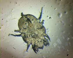 podkozhnyj klesh u sobaki simptomy i pravilnoe lechenie