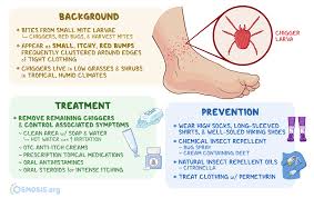 Image result for mite bites on humans