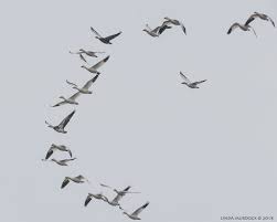 Want To Take Better Photos Of Bifs Want To Know What A Bif Is Check Out The Birds In Flight Adventure Birds In Flight Bird Photo Take Better Photos