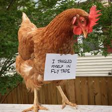 Farmers Are Shaming Their Chickens For Their Crimes And It S Too Entertaining To Read Bored Panda Funny animal memes funny animal pictures funny animals cute animals animal humor animal pics farm animals silly cats cats and kittens. farmers are shaming their chickens for