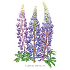 They are widely cultivated, both as a food source and as ornamental plants, although in the nordic countries a. Sundial Lupine Bluebonnet Seeds Flowers Botanical Interests