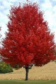 Because they are hardy plants that require very little water, various. Amur Maple Acer Ginnala Facts Uses Pests And Diseases Maple Tree Landscape Amur Maple Tree Garden Trees