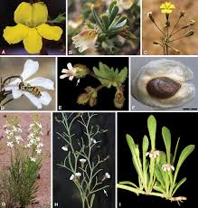 Image result for Goodeniaceae