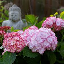 Check spelling or type a new query. Hortensie Angelika Kaufen Ahrens Sieberz Pflanzenversand Gartenbedarf