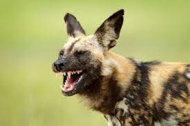Facts, video and video footage learn more about wild dogs. Where Can You See African Wild Dogs Wanderlust