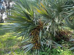 Image result for Serenoa repens