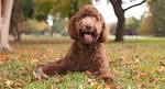 Medium Labradoodle Puppies for Sale | Barksdale Labradoodles