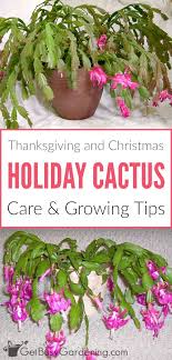 Holiday Cactus Care How To Grow Thanksgiving And Christmas Cactus Cactus Care Holiday Cactus Christmas Cactus
