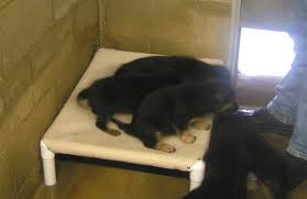 An elevated dog bed is a completely different style of bed that features a rigid frame with fabric stretched over it. Elevated Dog Beds