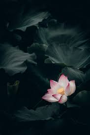 Check spelling or type a new query. 27 Lotus Pictures Download Free Images On Unsplash