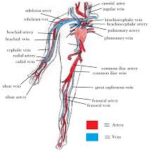 Artery is a blood vessel that takes blood away from the heart to blood flow heart diagram elegant this chart shows the arteries. Arteries And Veins Blood Vessel Diagram The Circulatory System