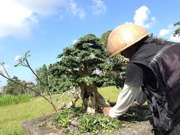 So i've been keeping a close eye on it and i've noticed theses tiny white bugs? Chinese Elm Bonsai Tree Picture Of Bali Akah Bonsai Class Klungkung Tripadvisor