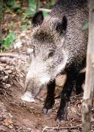 How To Set A Hog Snare