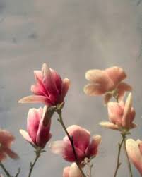 We did not find results for: 82 Magnolia Flower Ideas In 2021 Magnolia Flower Magnolia Beautiful Flowers