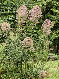 The weed blooms with yellow flowers in summer. Eutrochium Fistulosum Joe Pye Weed Native Plants Of North America