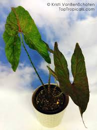 Image result for Disperis johnstonii