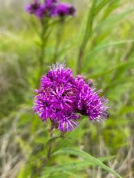 Image result for Vernonia undulata