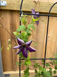 Image result for Clematis villosa