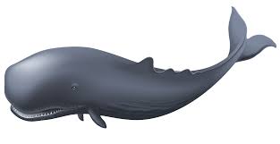 Whale Clipart Whale Animal Clipart Background Images