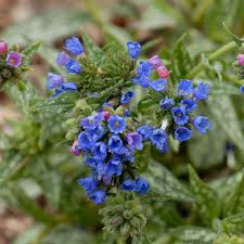 Image result for Brachystegia longifolia