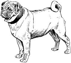 Pug Coloring Page Black And White Pug Dog Coloring Page White Pug