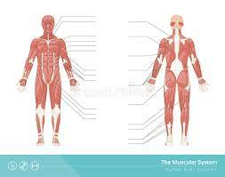 Human body muscles diagram in full length front and back . Muscle Diagram Male Body Names Stock Vector Illustration Of Bodybuilder Fitness 90796924