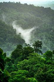 Please contact us if you want to publish a jungle rain wallpaper on our site. 100 Stunning Rainforest Pictures Hd Download Free Images On Unsplash