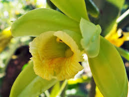 Image result for Vanilla polylepis