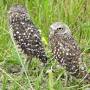 Profile Picture of Tropical Audubon's Field Trip Leaders (@tropicalaudubon.org) on Google